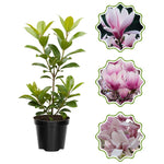 Magnolia Tree in Gallon Pot, Live Flowering Magnolia Tree, Hardy Ornamental Shade Trees with Fragrant Blooms