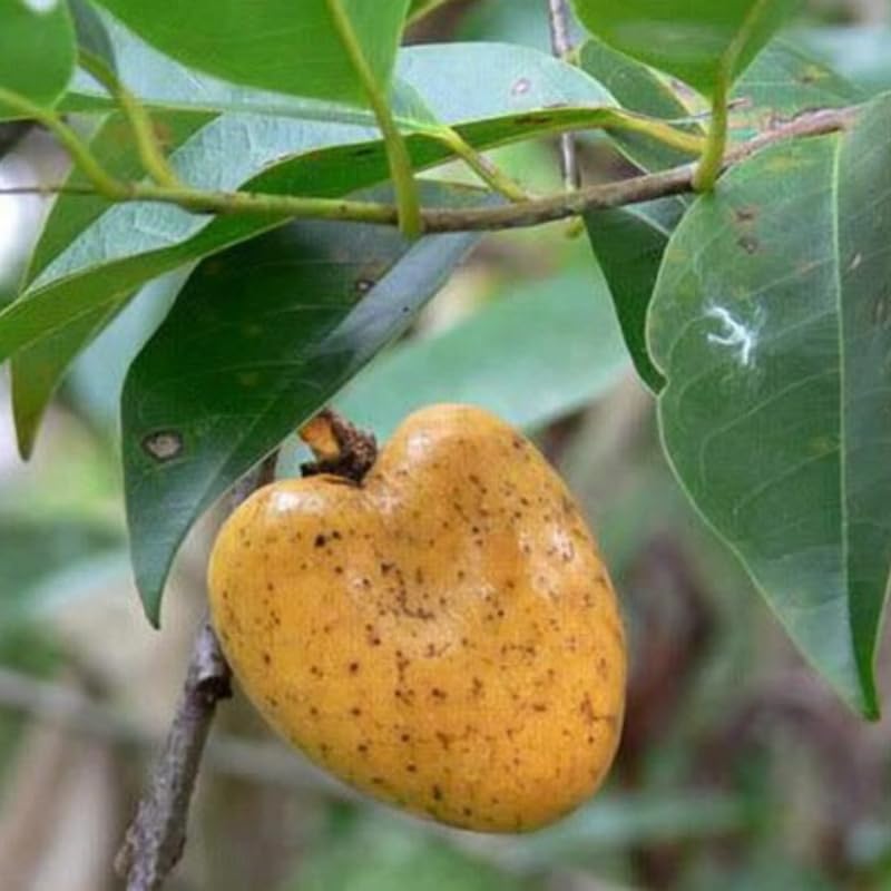 Yellow Annona Muricata Mountain Soursop Tree Live Plant, Starter Size 5”-10” Seedling in Pot, Hardy, Tropical Flavor