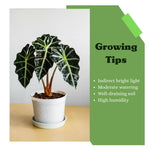 Variegated Alocasia Plant 4-8 Inch Tall, Tropical Alocasia Indoor Houseplant, Well Rooted Elephant Ear for Growing