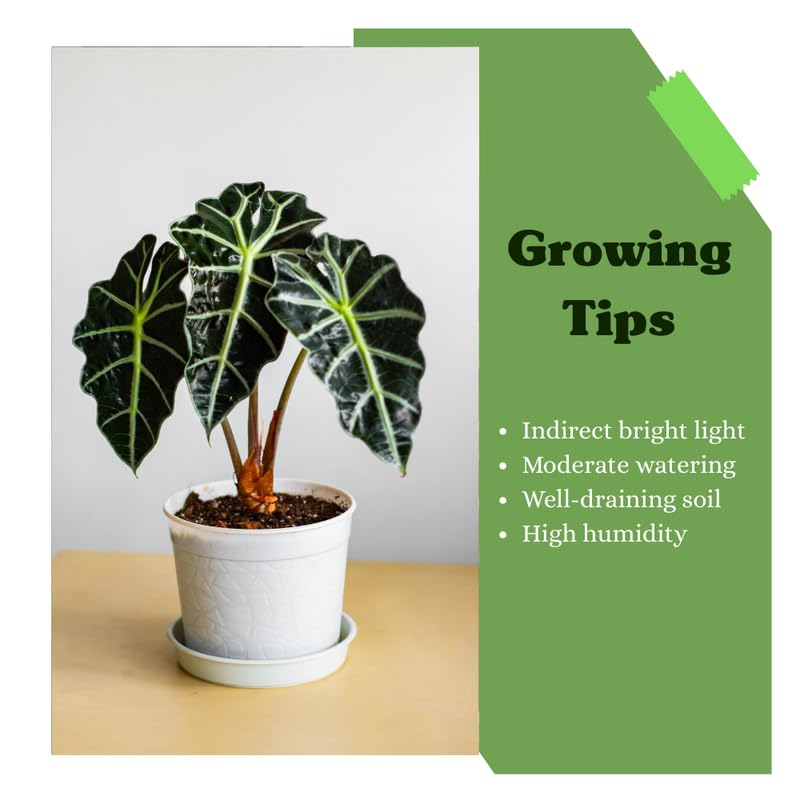 Spotted Alocasia Plant 4-8 Inch Tall, Tropical Alocasia Indoor Houseplant, Well Rooted Elephant Ear for Growing
