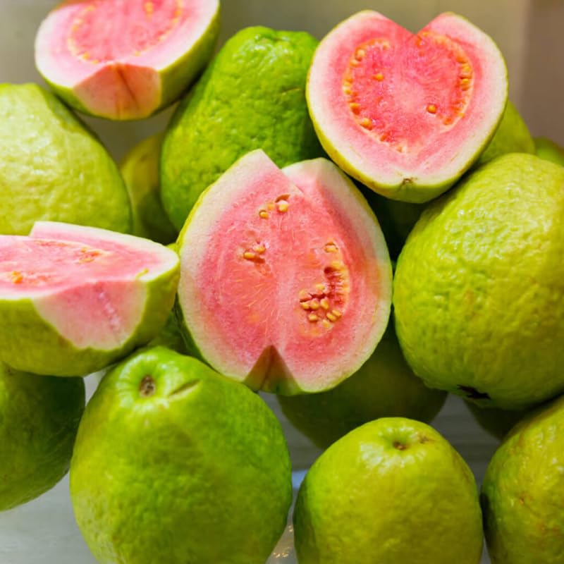 Guava Tree Live Plant, 4-8" Pink Guava Tree Live Plant, Guava Tree Plant Live, Guava for Planting