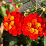 4 Colorful Perennial Lantana Trees Live Plants, Red Blooms, Hardy and Long Blooming Seasons, Fragrant, 5-10" in Tall, Full Sun Growing