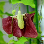 2 Dutchman Pipe Climbing Vines Plants Live, Rare Ornamental Vine, Hardy Tropical Foliage Flowers, 6 Months Old Plants
