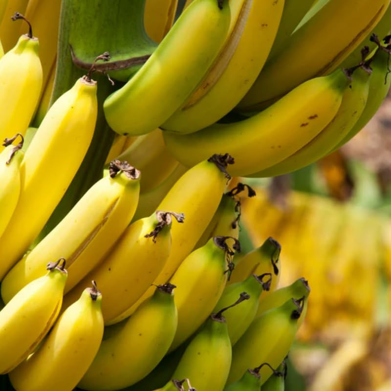 Truly Tiny Banana Plant Live, 4-6" Tall Well-Rooted for Indoor Tropical Displays, Cold Hardy Banana Fruit Tree