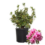 Pink Dwarf Azalea Rhododendron Plants Live Tree, 1 Gallon Pot Azalea Bush Shrub Vibrant Bloom, 1 Year Old Well Rooted, Cold Hardy
