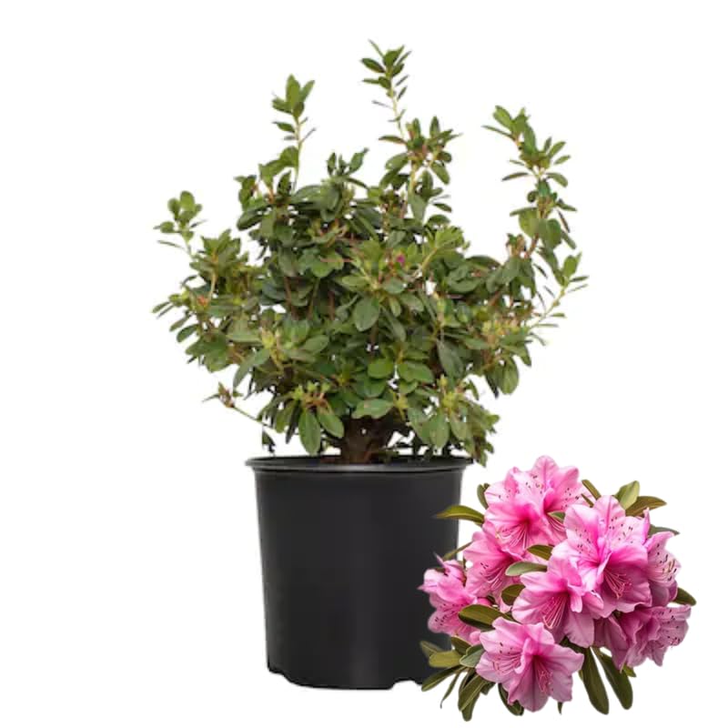 Pink Dwarf Azalea Rhododendron Plants Live Tree, 1 Gallon Pot Azalea Bush Shrub Vibrant Bloom, 1 Year Old Well Rooted, Cold Hardy
