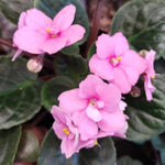Light Pink African Violet Live Plant, 4 Inch Pot African Violets Live Plant, Live Afican Violets Plants, Flowering African Violets Live Plants Indoor Garden, Perennial Live African Violet Plants