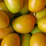 Irwin Mango Plant Live for Planting, 1 Year Old 10–14 Inch Tall, Early Season Sweet Mango Variety Zones 9–11