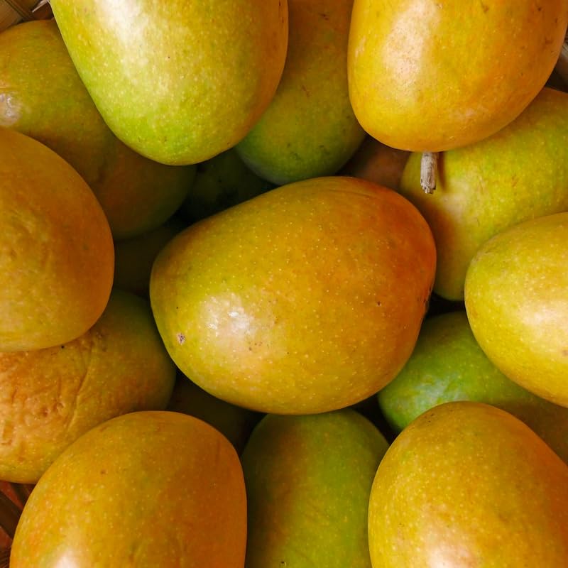Irwin Mango Plant Live for Planting, 1 Year Old 10–14 Inch Tall, Early Season Sweet Mango Variety Zones 9–11
