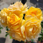 Rose Bush Live Plant for Gardening, Hardy Fragrant Rose Flower Plant, 5 to 10 Inch Tall, Ideal for Outdoor Planting (Yellow Rose)
