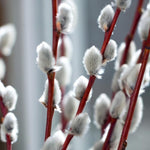 Pussy Willow Tree Live Plant in 2.5" in Pot, Fast-Growing Ornamental Trees, Grow As Branches for Vase, Home Décor