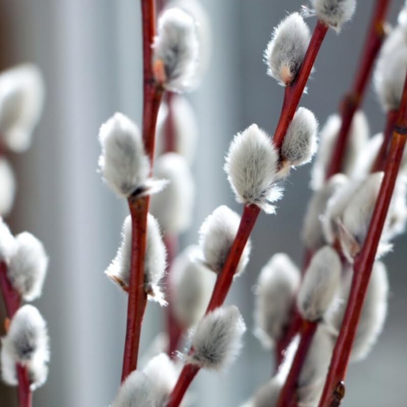 Pussy Willow Tree Live Plant in 2.5" in Pot, Fast-Growing Ornamental Trees, Grow As Branches for Vase, Home Décor