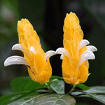 Yellow Shrimp Plants Live, Shrimp Plant, Tropical Flowering Plant for Containers, Patios and Landscapes, Full Rooted from 4-6 Inches Tall