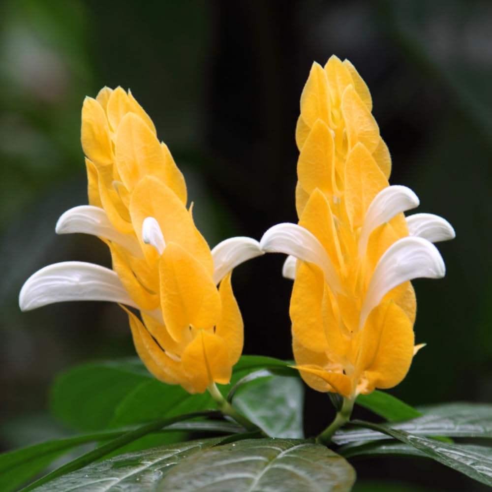 Yellow Shrimp Plants Live, Shrimp Plant, Tropical Flowering Plant for Containers, Patios and Landscapes, Full Rooted from 4-6 Inches Tall