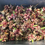 3 Egyptian Walking Onion Live Plants for Outdoor Planting, Set 3 Plants of Second Year, Winter Hardy Rare Fresh Heirloom Allium Winter, Top Size Onions Vegetable
