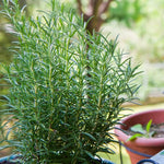 Rosemary Plants Live in Pot, 6 to 8 Inches Tall Fragrant Herb Rosemary Plant Indoor Outdoor Plant, 2 Plants per Pot