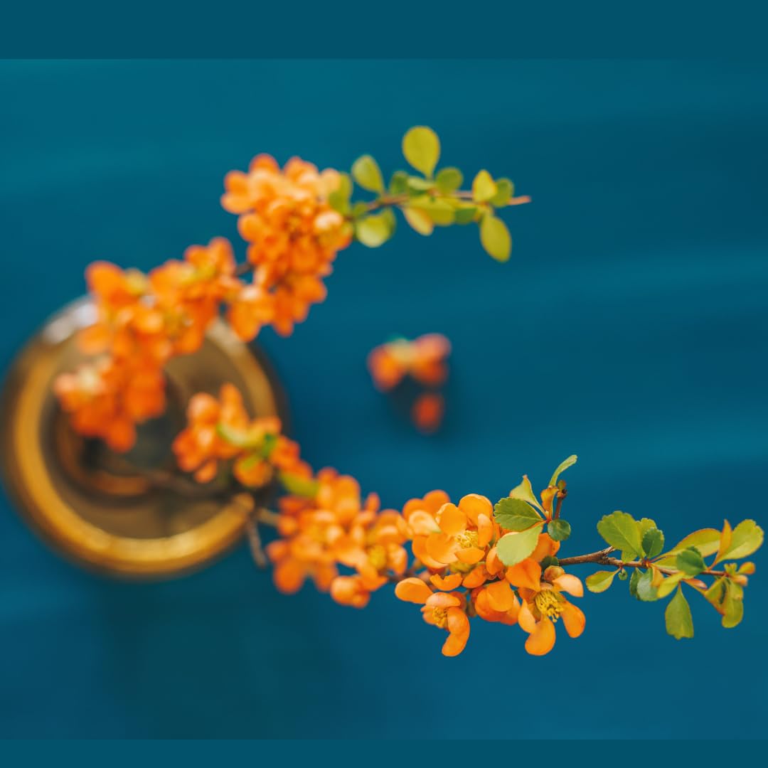 Peachy Flowering Quince Tree Live Plant in 4" Pot, Chaenomeles Japonica Bush Shrub, Well Rooted Plants, Dormant in Winter