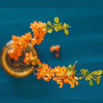 Chaenomeles Japonica Flowering Quince Tree Live Plant Bush Shrub, 3-6" in Tall in 4" Pot, Well Rooted Starter Plants, Zones 5-9, Apricot Peach Color Bloom