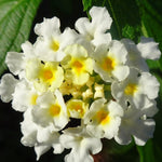 2 Trailing White Lantana Plants Live, Colorful Perennial, Long-Blooming and Very Hardy, Size 5 to 12 Inches in Tall, Well-Rooted, Outdoor Planting