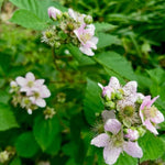 Pack 2 BlackBerry Live Plants, Perennial Blackberries Fruit Tree, Sweet-Pie BlackBerry Bushes 4-8 Inches Ready to Grow Outdoors