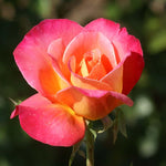 Rose Plant Live, Roses Bush Ready to Plant, 5-10 Inch Height, Ornamental Fragrant Flowers (Coral Rose)