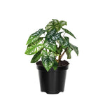 2 Caladium Plants Live for Planting, 4 to 6 Inc Tall, Caladium Live Plants Garden, 4 Inc Potted (Green)