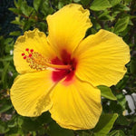 Hibiscus Plants Live, Tropical Hibiscus Plant, Perennial Flower Bush, 7 to 13 Inch Tall