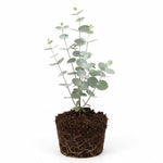 Baby Blue Eucalyptus Plant Live Indoor, Cold Hardy Eucalyptus Tree Live Plant and Fragrant Foliage, Starter Plants from 4 to 7 Inches Tall