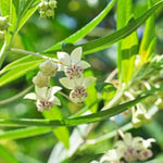 4 Milkweed Plants Live, White Butterfly Milkweed Asclepias Tuberosa Perennial Wildflowers Swamp Common Bush, 5-9" in Tall, No Pot