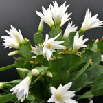 White Easter Cactus Plants Live, Starter Holiday Cactus Plant for Indoor Outdoor Houseplants, False Christmas Thanksgiving Cactus Like, Cold Hardy, 5-9" in Tall, No Pot