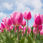 10 Top Size Tulip Bulbs by Hardiness Zones 3 to 11, Mixed Double Peony Tulips Bulb Bulk for Fall Planting, Assorted Colors