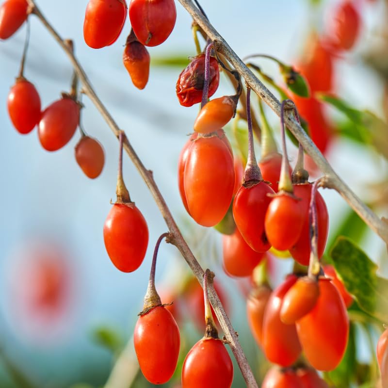 Set 6 Red Goji Berry Plants Cuttings, 8-10 Inches Tall Fruit Berry Bush Plant Cutting for Planting, Unrooted