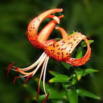 Set 10 Turks Cap Lily Bulbs, Tiger Lily Bulbs Vibrant Orange Blooms for Outdoor Borders Perennials, Flowers Bulbs