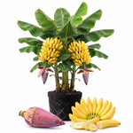 Double Banana Tree Live Plant, Edible Fruit, 4-6" Tall