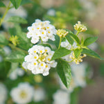 Set 2 Traling White Lantana Plants Live, Perennial Lantana Flowering Plants 4-8 Inches, Bright Flowers Outdoor