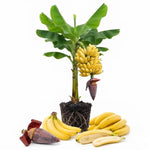 Tangry Banana Tree Live Plant, Edible Fruit, 4-6" Tall