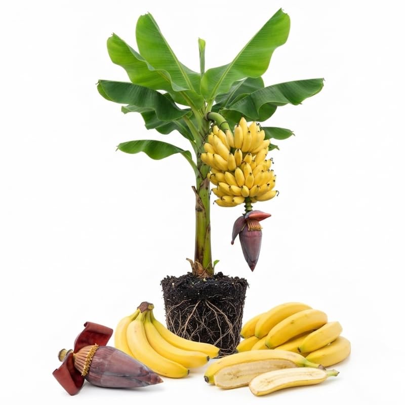 Tangry Banana Tree Live Plant, Edible Fruit, 4-6" Tall