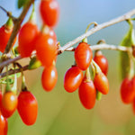 6 Red Goji Berry Cuttings Plants Live, 5 to 7'' Tall, Goji Berry Fruit Plant for Garden