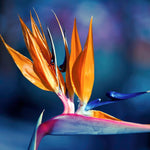 Sets 2 Orange Bird of Paradise Plants Live, Striking Blue Orange Blooms, 5 to 9 Inc Tall, No Pot, Tropical Houseplant, Exotic and Vibrant Color