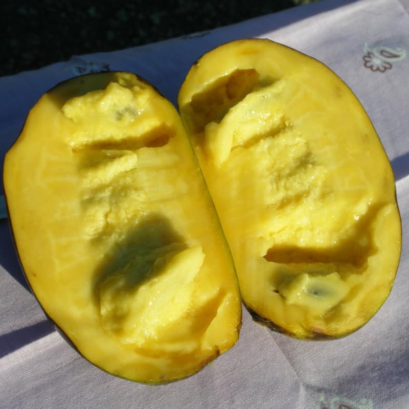 Set 2 Common Pawpaw Trees Live Plants Bare Roots, 6 to 11 Inches Tall, Paw Paw Plant Bare Roots for Gardening Outdoor