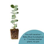 Live Eucalyptus Plant, Baby Blue Eucalyptus Tree Live Plant, Fragrant, Silver Blue Foliage, Live Eucalyptus Plants Indoor for Home and Office Decoration, 4 to 7 Inches Tall