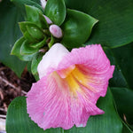 African Princess Ginger Plant Live for Planting 4 to 8 Inch Tall, Pink Ginger Flowers to Grow