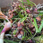 3 Onion Egyptian Walking Plants Live, Top Size and High Yield for Planting Outdoors, Rare Fresh Heirloom Allium for Gardening, Winter Onions Vegetable
