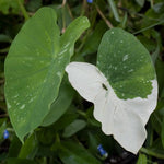 Elephant Ear Plants, Rare Colocasia Plant Live, Perennial Esculenta Taro Alocasia 4-8 Inch Tall, Indoor Outdoor Garden (White Spotted)