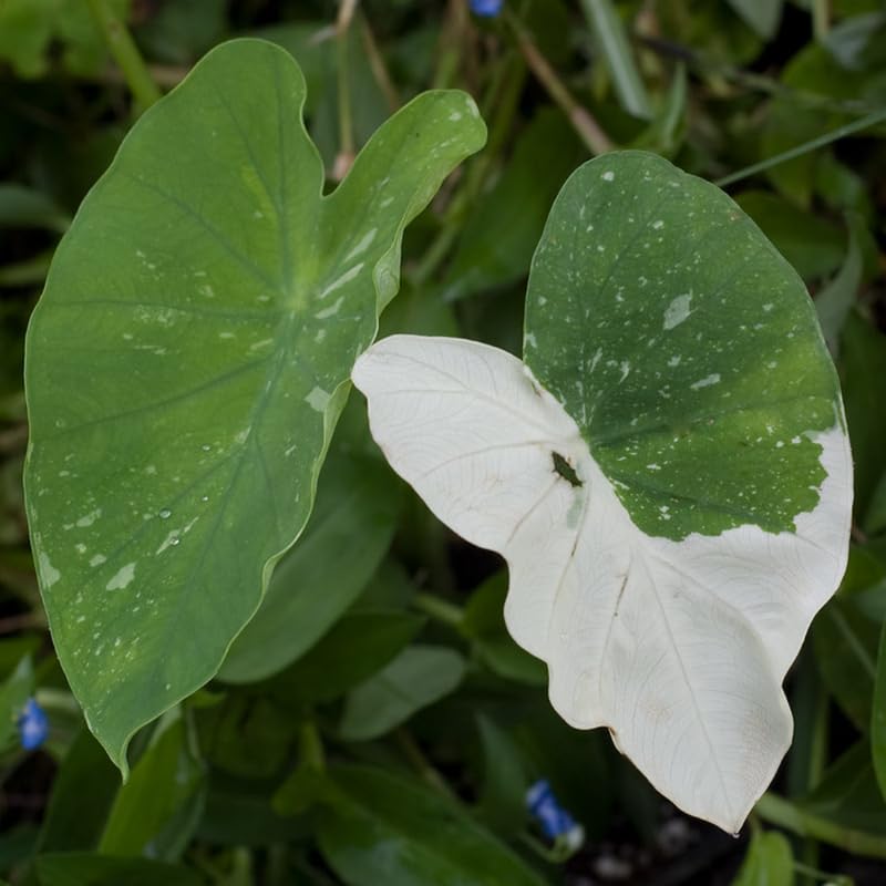 Elephant Ear Plants, Rare Colocasia Plant Live, Perennial Esculenta Taro Alocasia 4-8 Inch Tall, Indoor Outdoor Garden (White Spotted)
