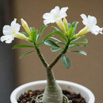 White Desert Rose Plant Live, 4-7" Tall, Adenium Obesum Well-Rooted Succulent for Indoor Outdoor Displays