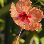 2 Peach Hibiscus Tree Live Plant, Hardy Hibiscus Plants Live, 8 to 11 Inches, Hibiscus Shrub Tree for Garden