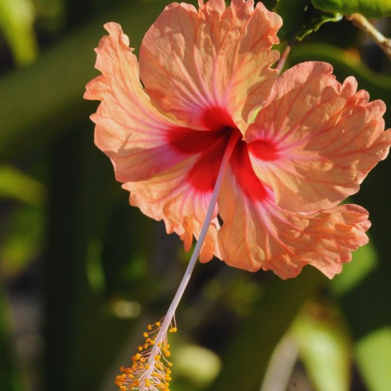 2 Peach Hibiscus Tree Live Plant, Hardy Hibiscus Plants Live, 8 to 11 Inches, Hibiscus Shrub Tree for Garden
