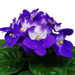 Blue White African Violet Live Plant, 4 Inch Pot African Violets Live Plant, Live Afican Violets Plants, Flowering African Violets Live Plants Indoor Garden, Perennial Live African Violet Plants