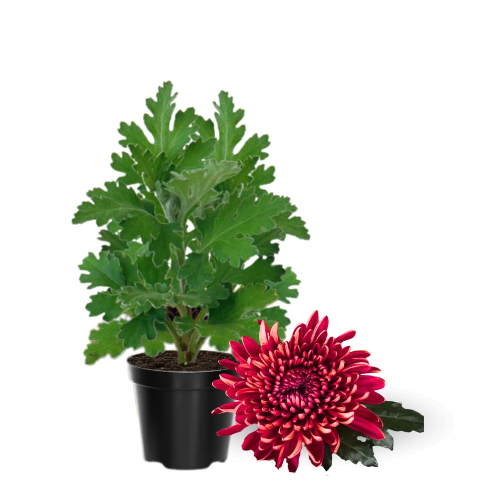 2 Red Mums Plants Live, Chrysanthemum Plants Live, 5 to 7 Inc in Height, Chrysanthemum Flower Live Plant Gardening, Mum Live Plant